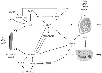 46,XX Differences of Sex Development outside congenital adrenal hyperplasia: pathogenesis, clinical aspects, puberty, sex hormone replacement therapy and fertility outcomes